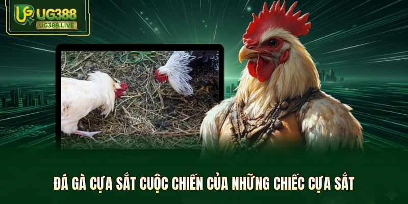 Đá gà cựa sắt cuộc chiến của những chiếc cựa sắt 