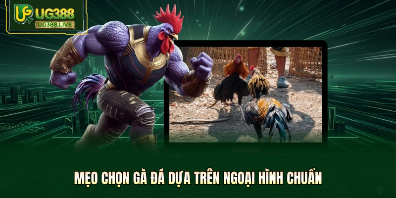 Mẹo chọn gà đá dựa trên ngoại hình chuẩn